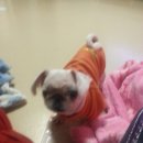 까미랑 몽이 이미지