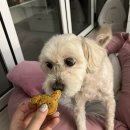 꽃댕이 멍집사 이미지