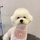 아이앤독 이미지