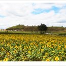 해바라기 이미지