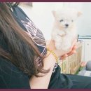 에르멍스 | 인천강아지분양 에르멍스, 건강한 강아지들의 진정한 친구!