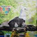 ????쥬쥬-오리엔탈 프릴피존, <b>차코</b>뿔개구리????