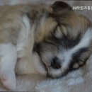 타임즈 동물의료센터 이미지