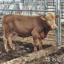 금송아지 이미지