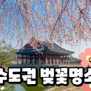 서울ㆍ경기 수도권 벚꽃 명소 이미지