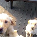 하늬목장 이미지