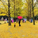 황금소나무 이미지