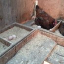 자연부화장 이미지