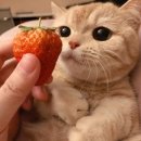 뜬담