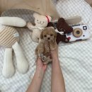 달링하이 강아지분양 밀양점 이미지