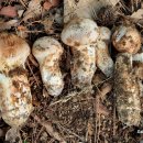 1249 | 오지산행후기(1249차) 강북부 송이단맥+능이정맥(5) 2024.10.12(토)