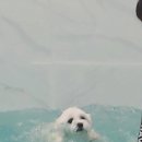 까사노블V풀빌라 이미지