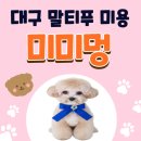 멍데이 살롱 | 대구 말티푸 미용 신천동 애견미용실 미미멍 추천