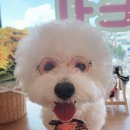 모찌네호캉스 | 중원구 애견카페 모찌네 호캉스 후기