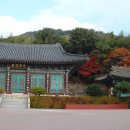 파래스 이미지