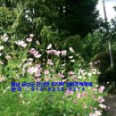 코스모스부동산중개 이미지