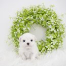 천안 강아지분양 도로시펫 이미지