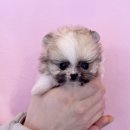 내품안의반려견 은평점 이미지