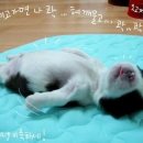 웃으면복이와요 이미지