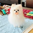 건강하개 수제간식 | 🥕 강아지 수제간식 강추 | 건강하개 동결건조 당근 슬라이스 리얼 후기