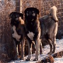 헥~헥~헥~@@;; Turkey Kangal Dog (터키 캉갈 독) - 대형 이미지