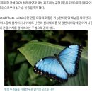 1414 이수빈 모방 기술 - 모르포 나비 이미지