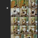 언제나고양이 이미지