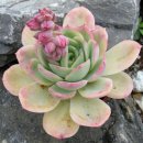 선인장 Daum카페