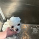 서른살나의펫 이미지