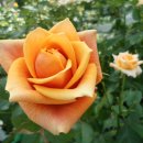 아지랭이 이미지