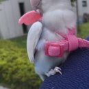 두시의앵무새