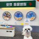 동물병원닥터K