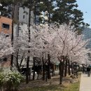 마포, 걷고싶은길 2코스 | [2026년 4월 2일] 마포걷고싶은길1코스 경의선숲길 벚꽃거리