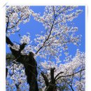 고목초등학교 이미지