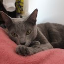 고양이나라 이미지