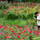 장미의거리11 이미지