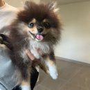 뽀도DOG | 창원애견미용 원데이 내돈내산 솔직후기