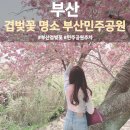 닥밭골 작은 도서관 | 2023 부산민주공원 주차정보 겹벚꽃, 부산 겹벚꽃 명소 방문 후기 주차팁 포토존 위치까지 총정리