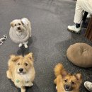 꽃길걷개 - 하남시 미사강변서로 22 | [서울 유기견 카페] 서초 꽃길걷개 방문 후기🐶(예약x)