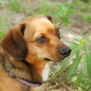 아이웰 동물의료센터 이미지