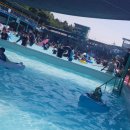 황금수영장 이미지