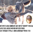 한국의 토종개 (생소한 녀석들도 있습니다)--->안나오는 사진 수정했습니다. 이미지