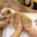 진동물병원 이미지