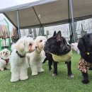 강성호반려견스쿨(수원점) | 수원 애견유치원 독트릭 교육 : 강아지 집중력과 사회성 만들기