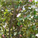 동백나무집 이미지