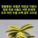 명품풍란! 취월호 대장금 각왕산 장원 옥잠 서출도 서학 은세계 도조 려인 수홍 소백 금두 고수금 #shorts 이미지
