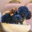 카페오늘,우리(카페8683) | 오산애견카페 댕댕아학교가자🐶 강아지 5마리 다견가정 솔직후기