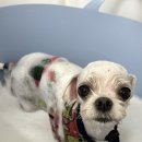 몽실 애견미용 이미지