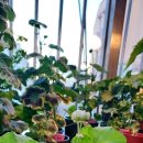 초록빛약국 이미지