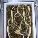 막끌리네 이미지